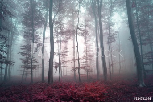 Picture of Magic violet red colored foggy forest tree landscape Violet red color tone filter effect used